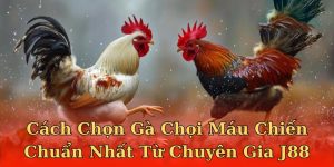 Cách chọn gà chọi