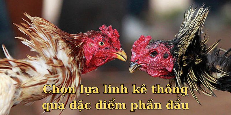 Chọn lựa linh kê thông qua đặc điểm phần đầu