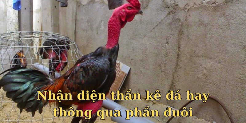 Nhận diện thần kê đá hay thông qua phần đuôi