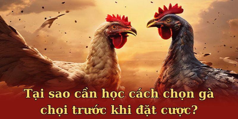 Tại sao cần học cách chọn gà chọi trước khi đặt cược?