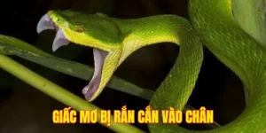 Giải mã giấc mơ bị rắn cắn vào chân