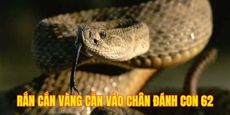 Ngủ chiêm bao thấy cảnh bản thân bị rắn màu vàng cắn