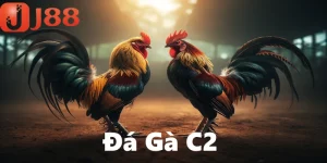 Đá gà c2 tại j88