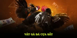 Vảy gà đá cựa sắt